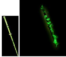 绿地发光打狗棍传奇武器素材